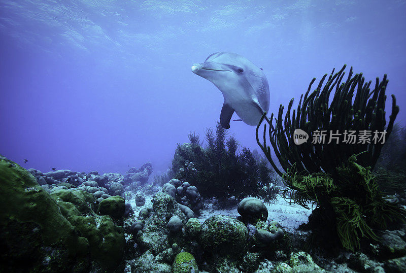 好奇的海豚加勒比