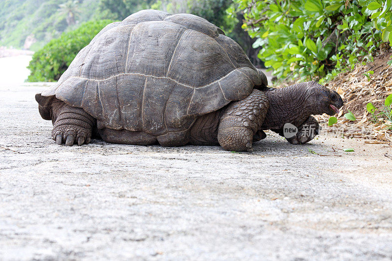 塞舌尔巨大的乌龟