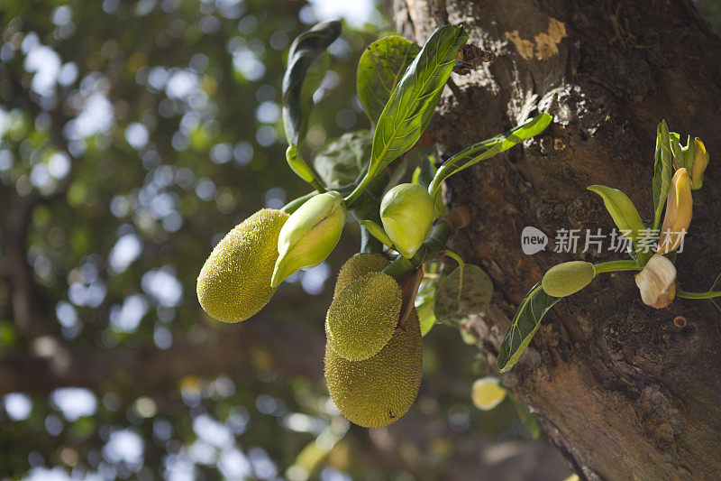 菠萝蜜也被称为Katar在树上。