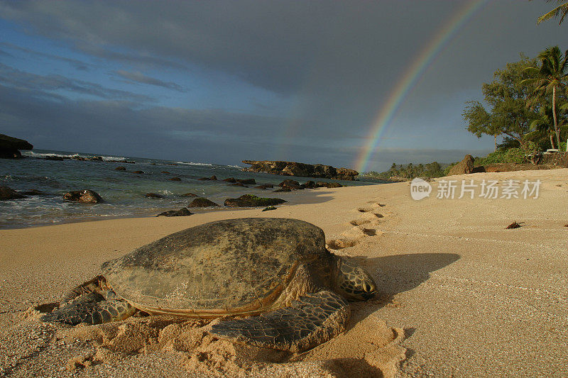 彩虹海龟