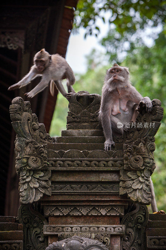庙里的猴子