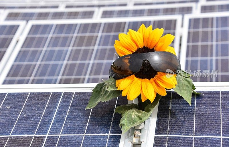 带向日葵的太阳能电池板