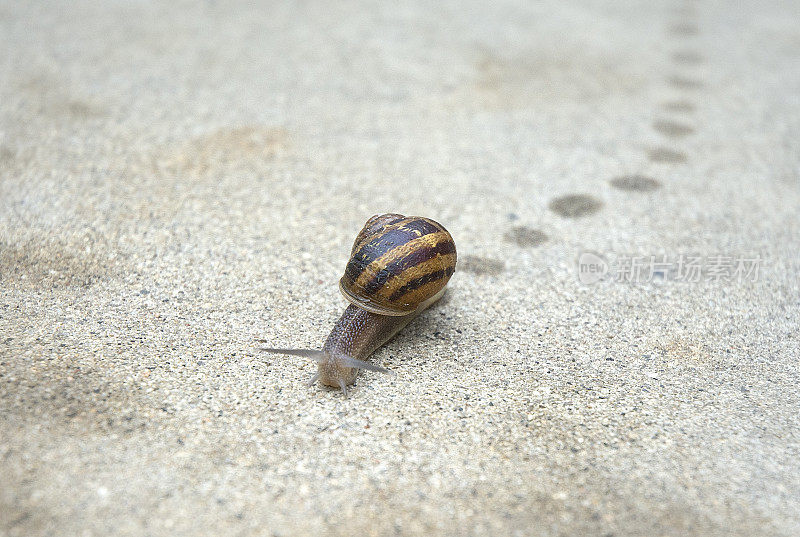 孤独的蜗牛软体动物与蜗牛的踪迹