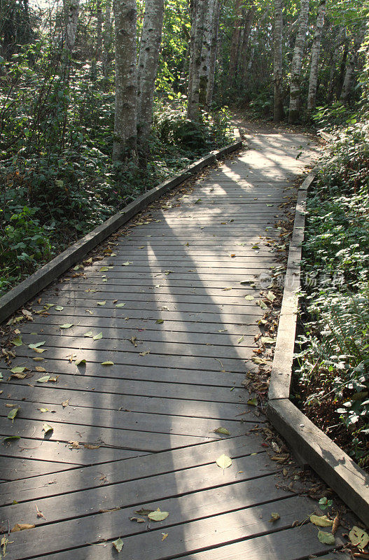 穿过森林的木板步道