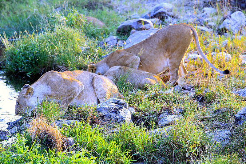 口渴的母狮和幼狮喝水