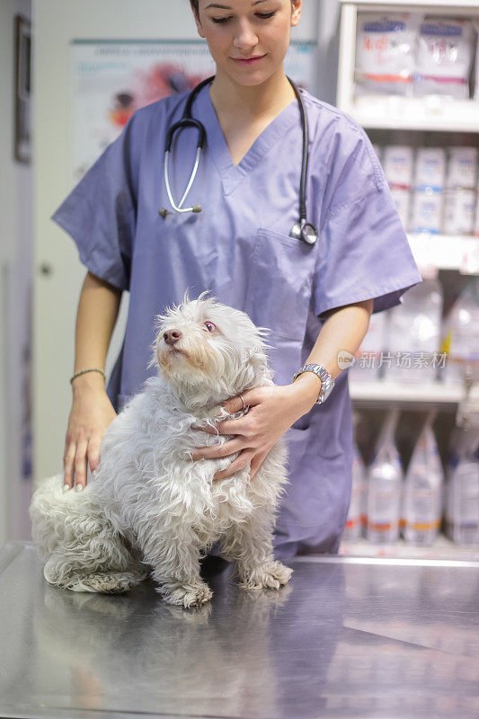 兽医在兽医手术台上抱着狗