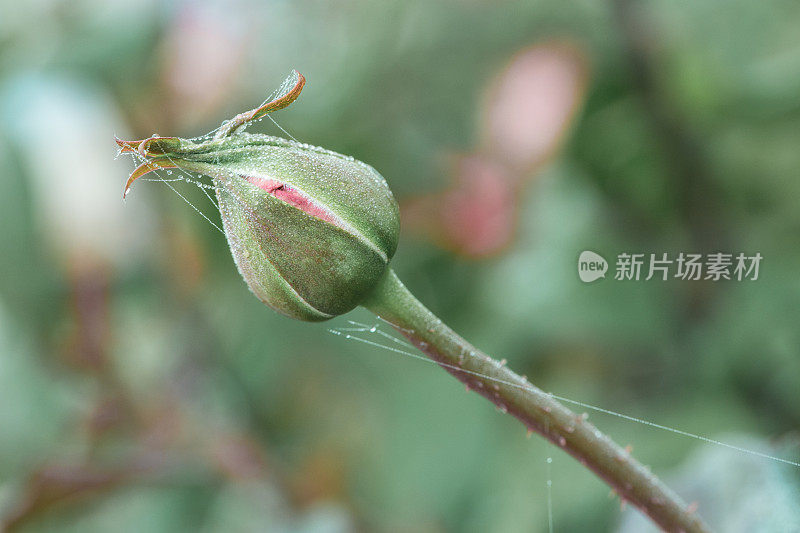 玫瑰花蕾上的蜘蛛网