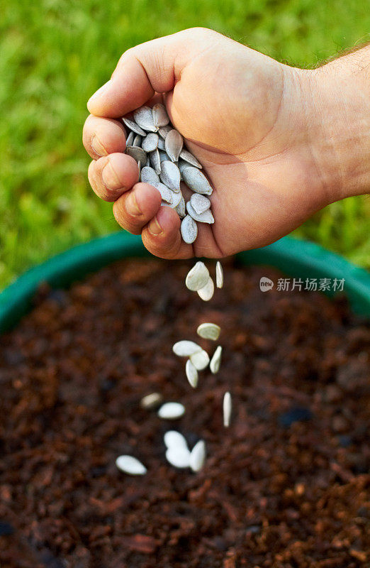 盆栽植物