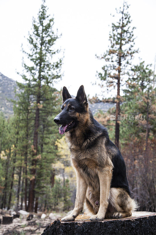 屋外的德国牧羊犬