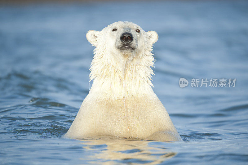 北极熊在水里