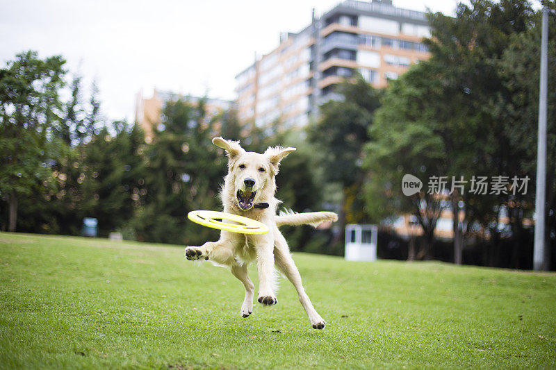 快乐的狗玩飞盘