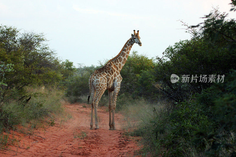 纳米比亚:水堡高原国家公园里的长颈鹿