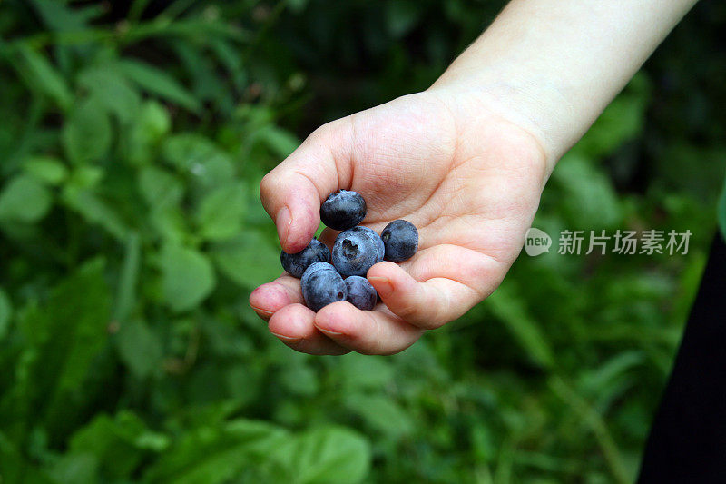 在采摘浆果的时候，手里拿着密歇根蓝莓