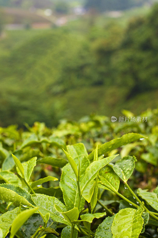 越来越多的茶叶