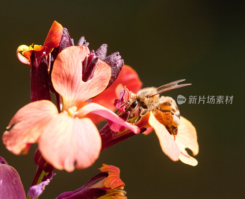 蜜蜂以花为食