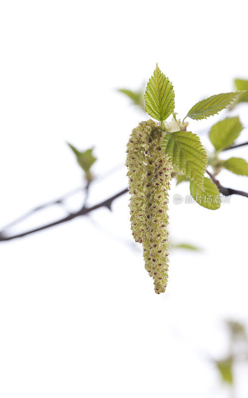 季节性过敏桦木