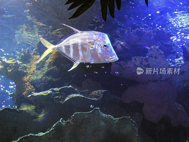 热带水族馆鱼类