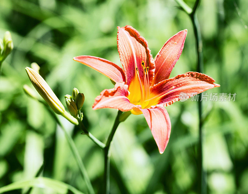 花园里的虎莲