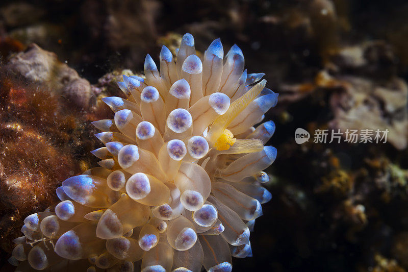 海洋生物