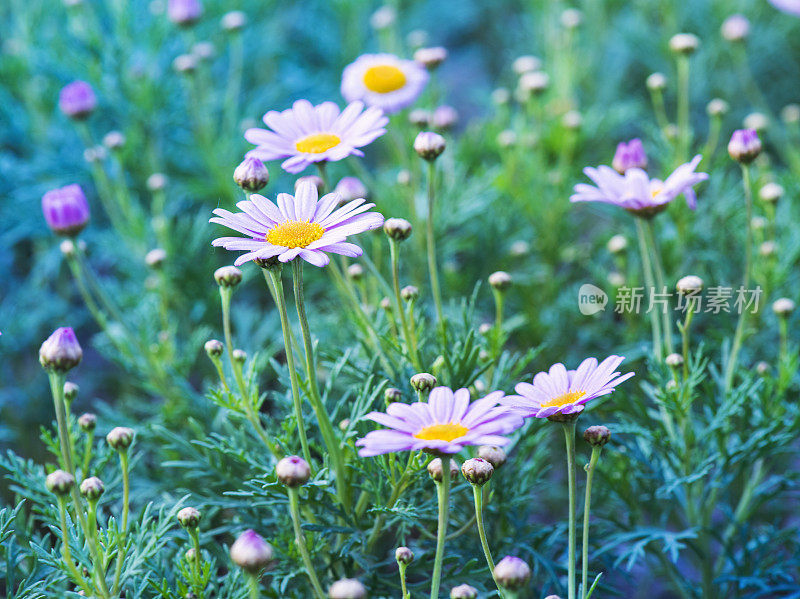 田野里的洋甘菊花