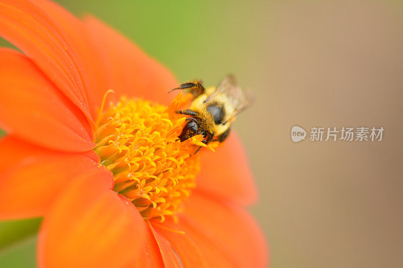 蜜蜂在大丽