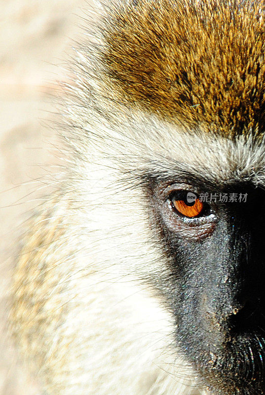 vervet猴