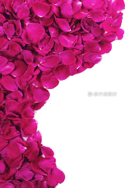 粉红色的玫瑰花瓣