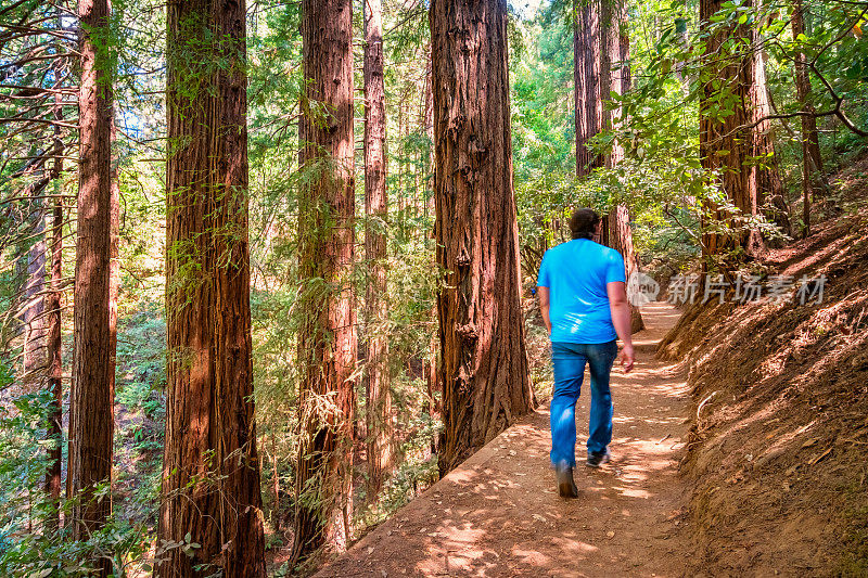 人类在红杉树旁徒步行走，加州缪尔森林国家纪念碑