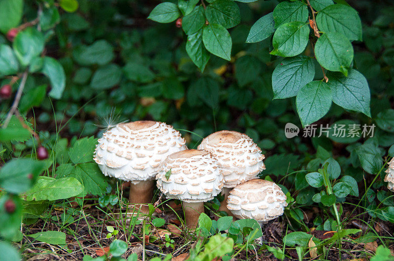 森林蘑菇毒蕈特写