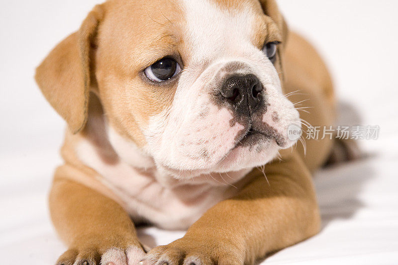 英国斗牛犬小狗特写