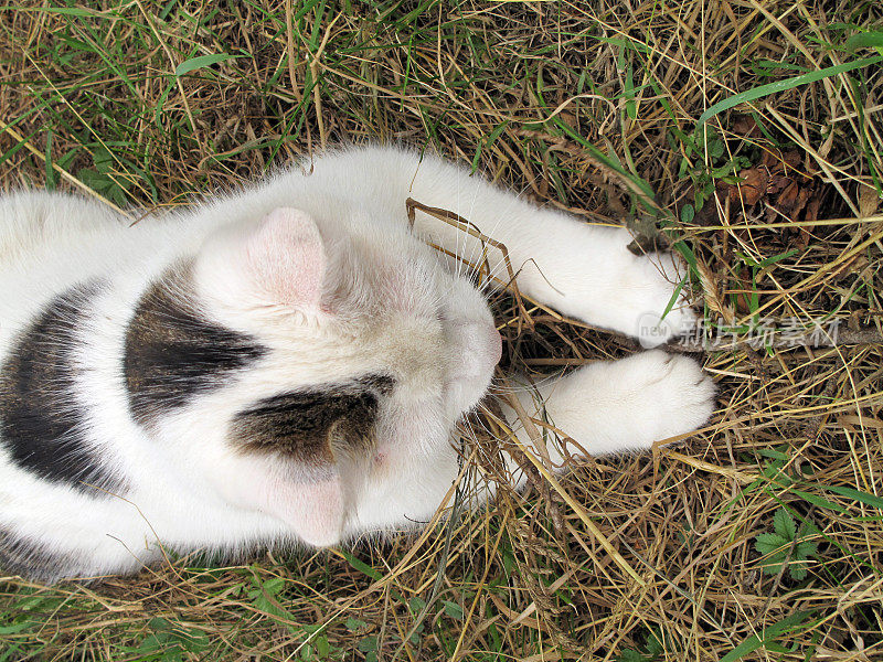 猫在草地上