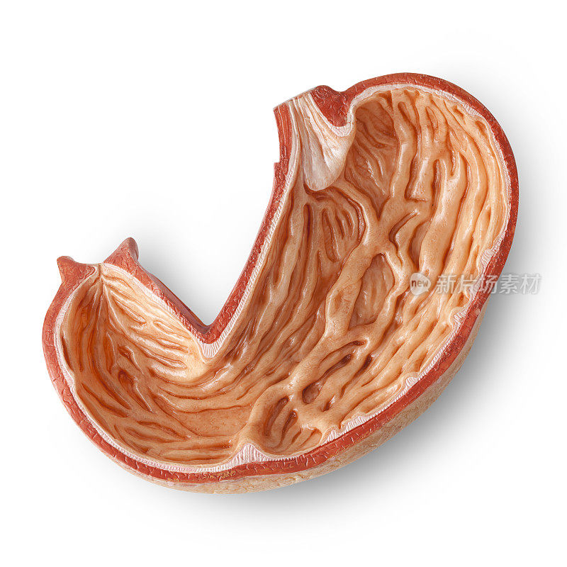 胃。人体解剖学的模型。