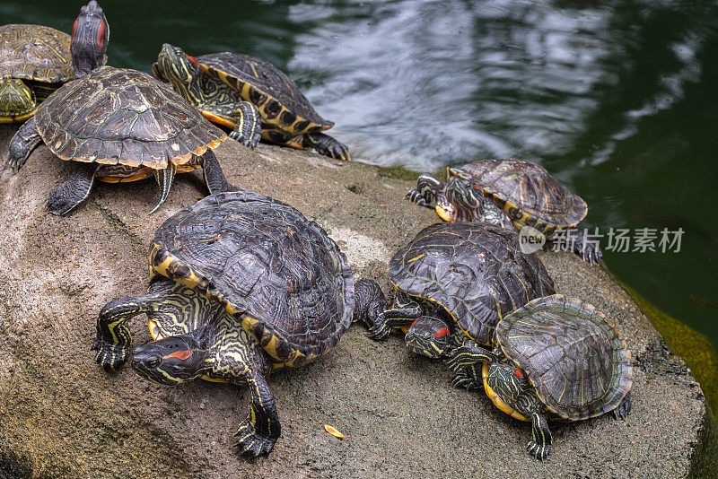 一群红耳滑龟在灰色的石头在一个池塘。