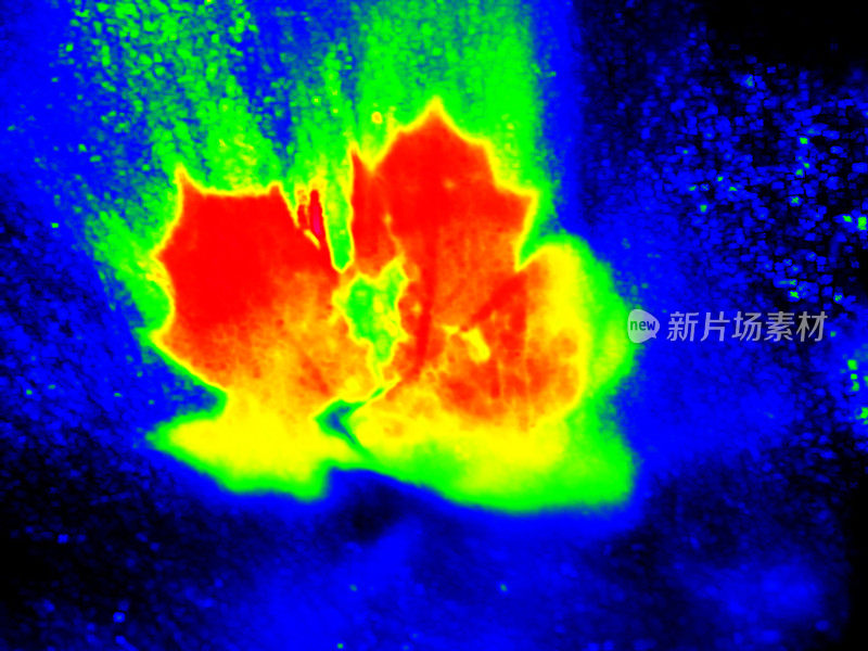 河流中树叶的红外扫描。溪流中的枫树和橡树叶