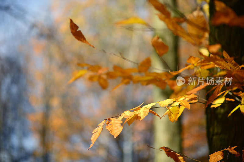 加拿大魁北克，金色秋叶的细枝末节
