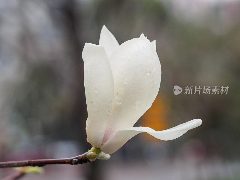 春季花卉系列，白玉兰、白玉兰是上海的市花。