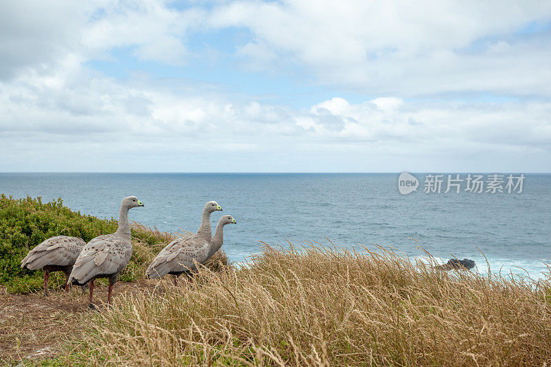 澳大利亚维多利亚州菲力浦岛的鹅群