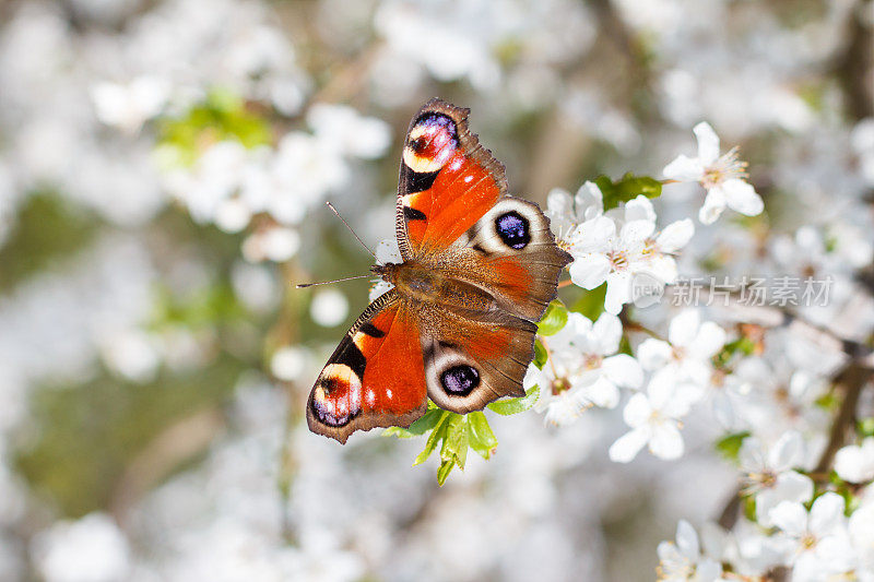 欧洲彩色孔雀蝶，长在刺李、黑刺李或黑刺李的开花枝上