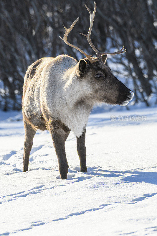 冬天，挪威北部的驯鹿在雪地里吃草