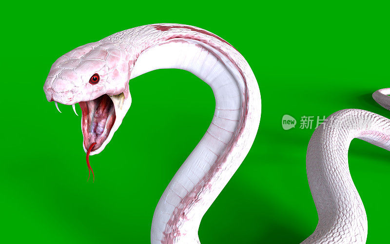 白化眼镜王蛇