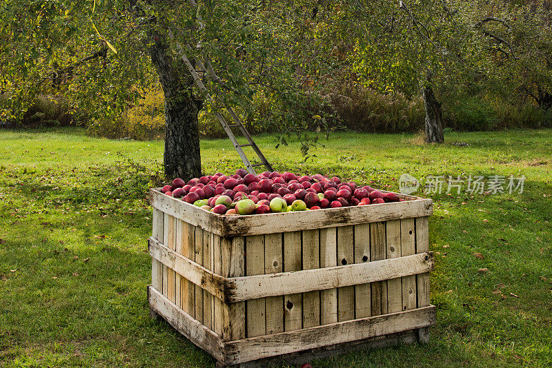 苹果农场，一个装满苹果的盒子。