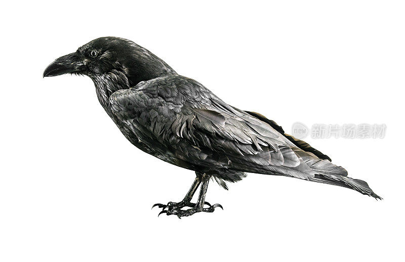 黑乌鸦孤立在白色背景上
