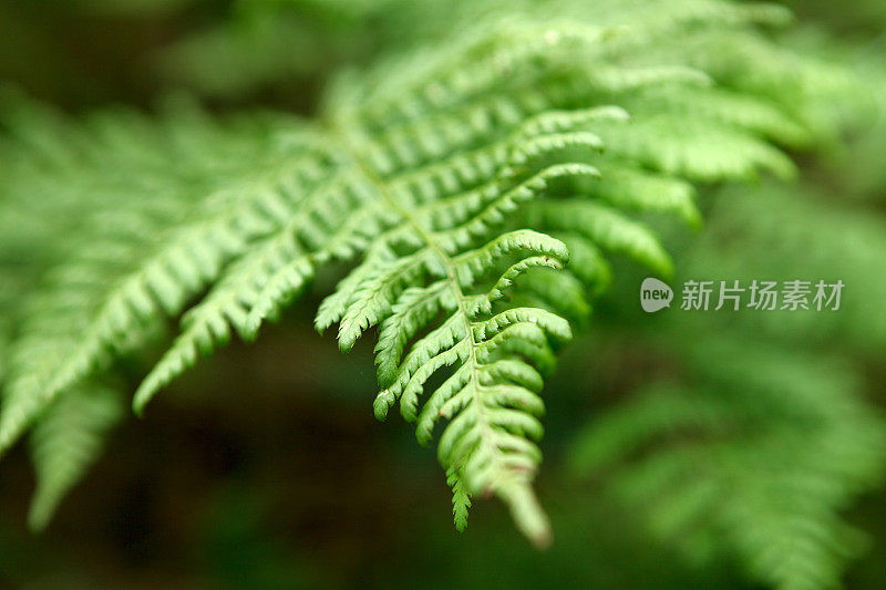 大自然:蕨类植物特写