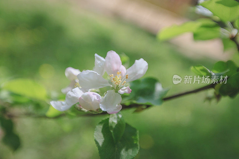 春天，苹果花开，白色的，粉红色的花阳光