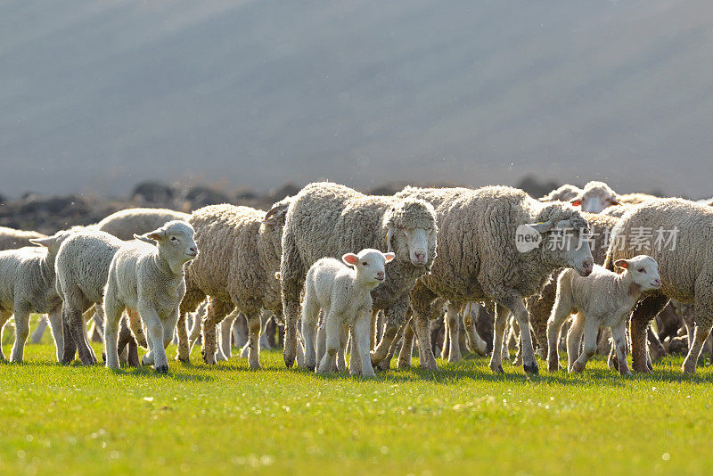 日落时田野上的羊群和羊羔