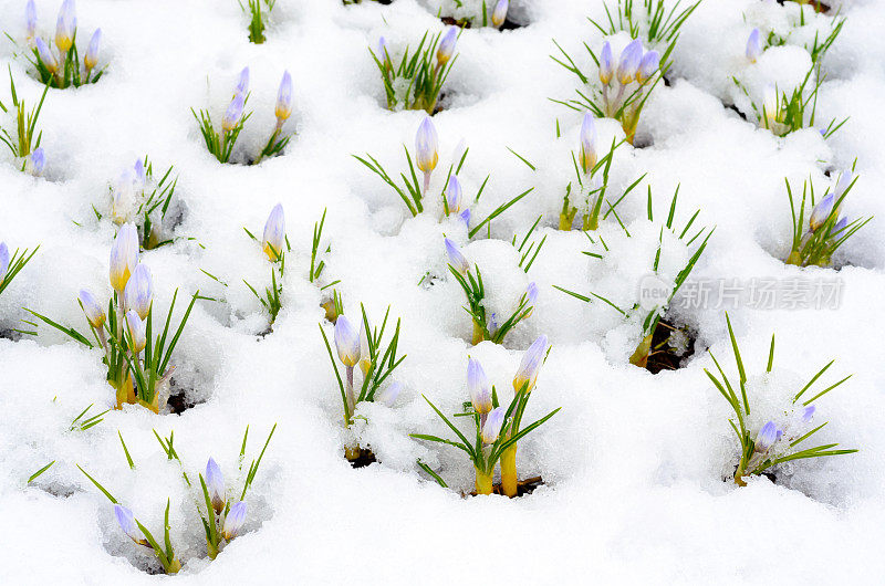 藏红花在初春的雪地里开花