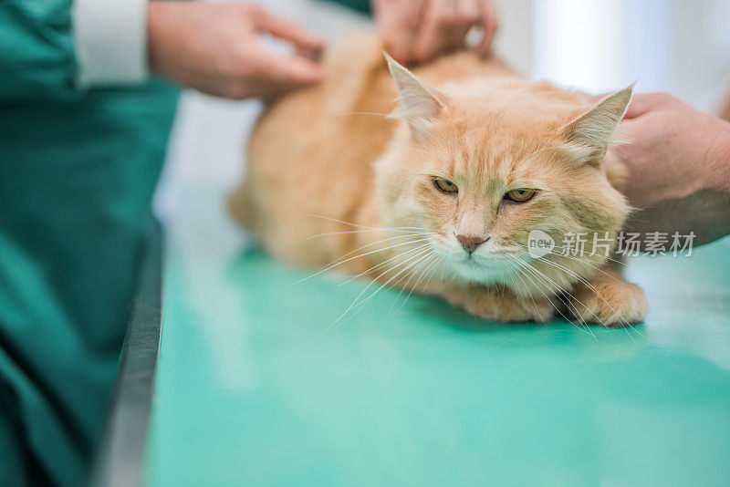 小猫咪不喜欢去看兽医。