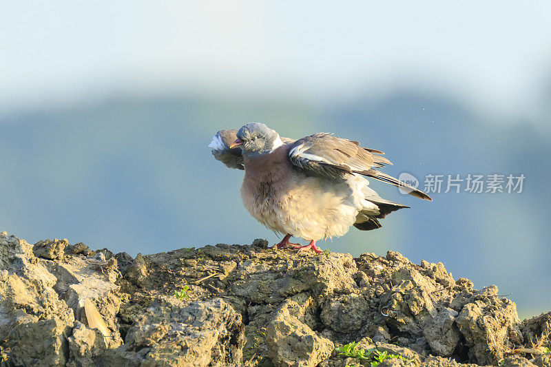 一个木鸽子鸟的特写镜头，哥伦布palumbus，摆姿势和梳理