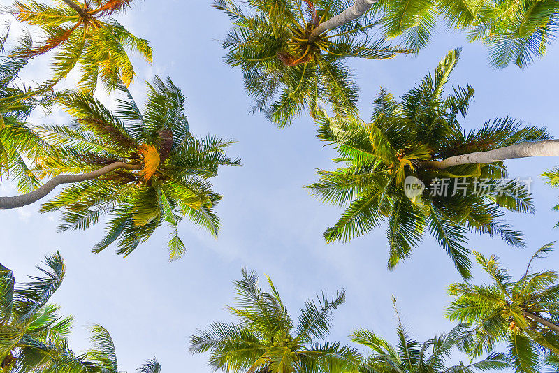 马尔代夫Maafushi岛的热带椰子树