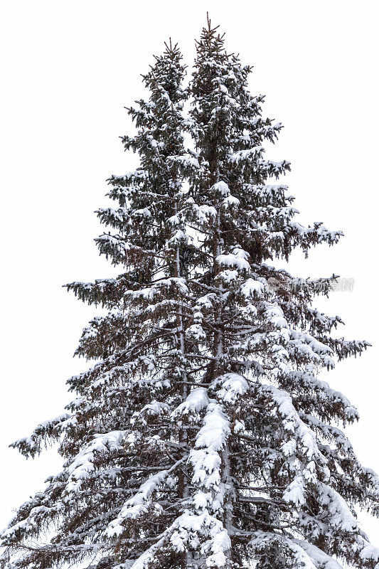 双峰雪上云杉树顶